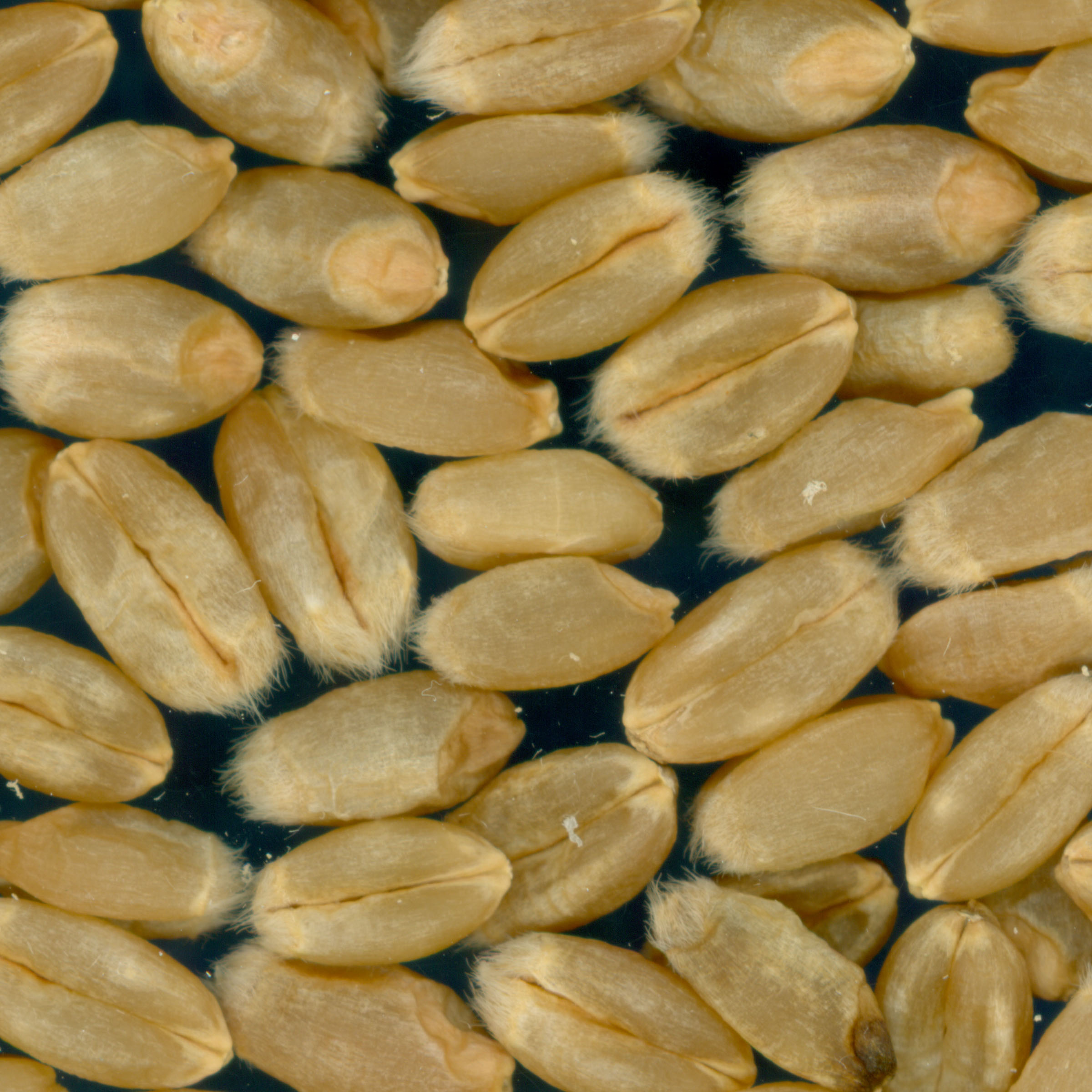 KERNELS